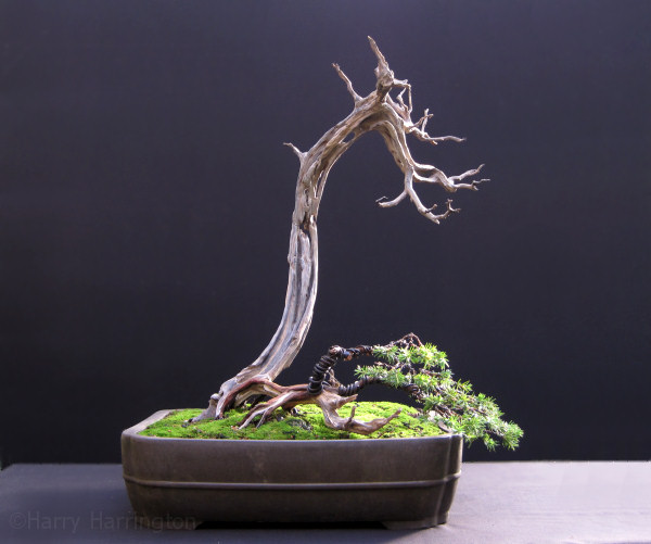 juniper bonsai